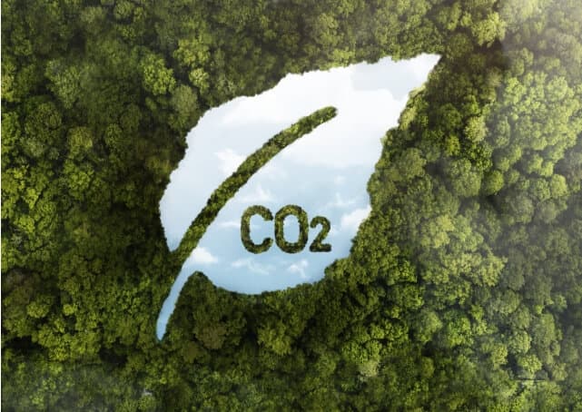 co2 cloud over a forrest