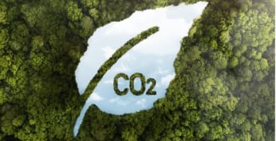 co2 cloud over a forrest