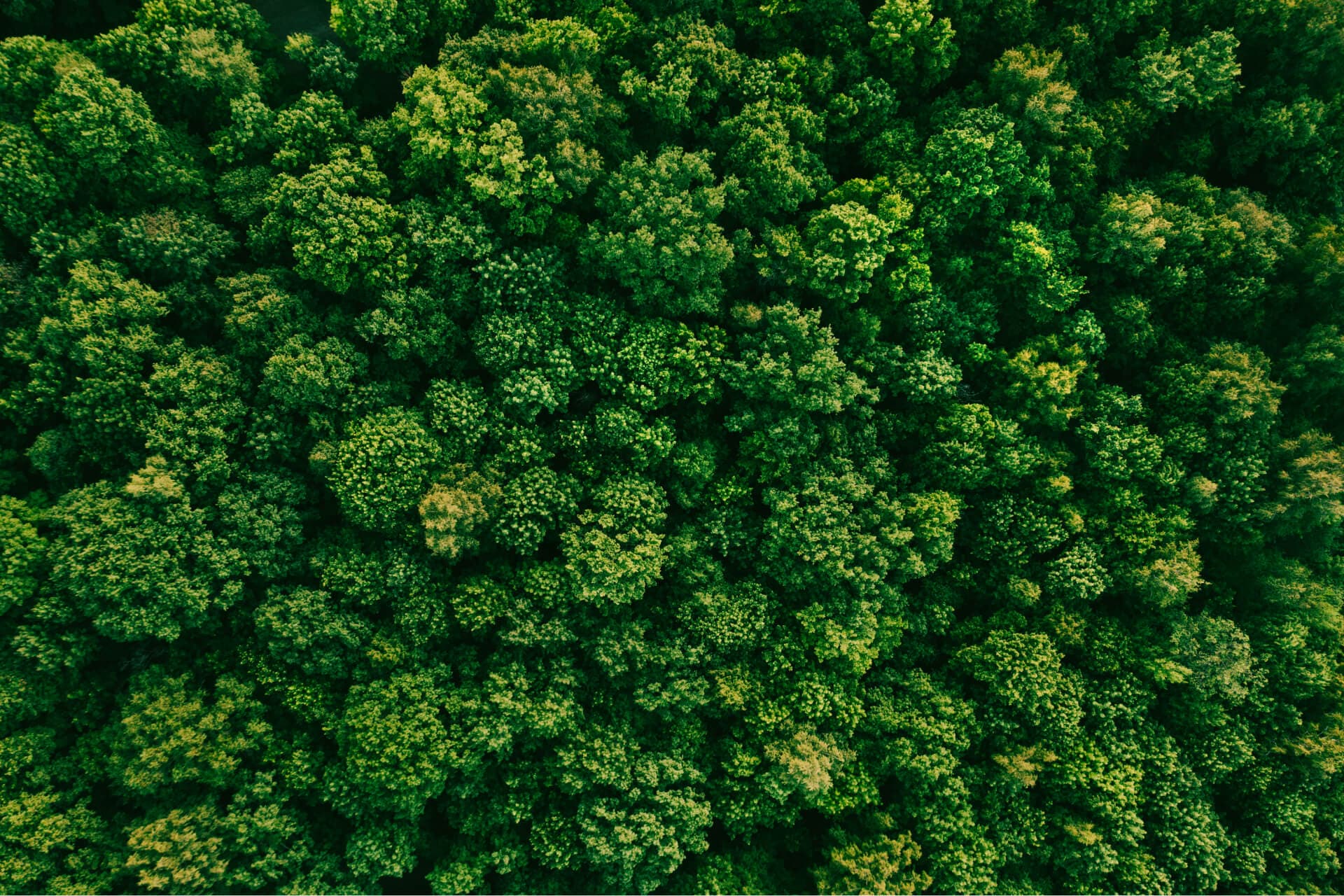 aerial view dense forrest