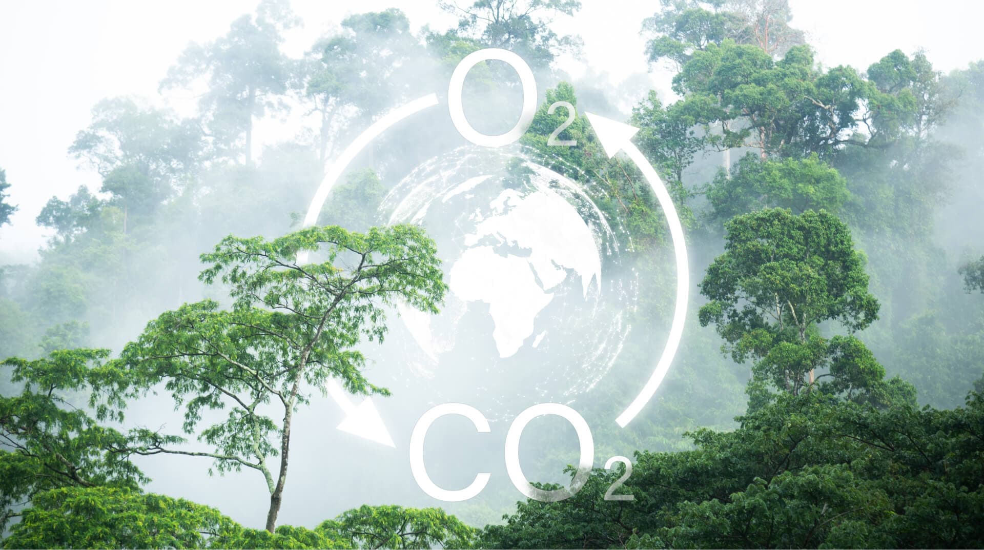 co2 cycle with trees