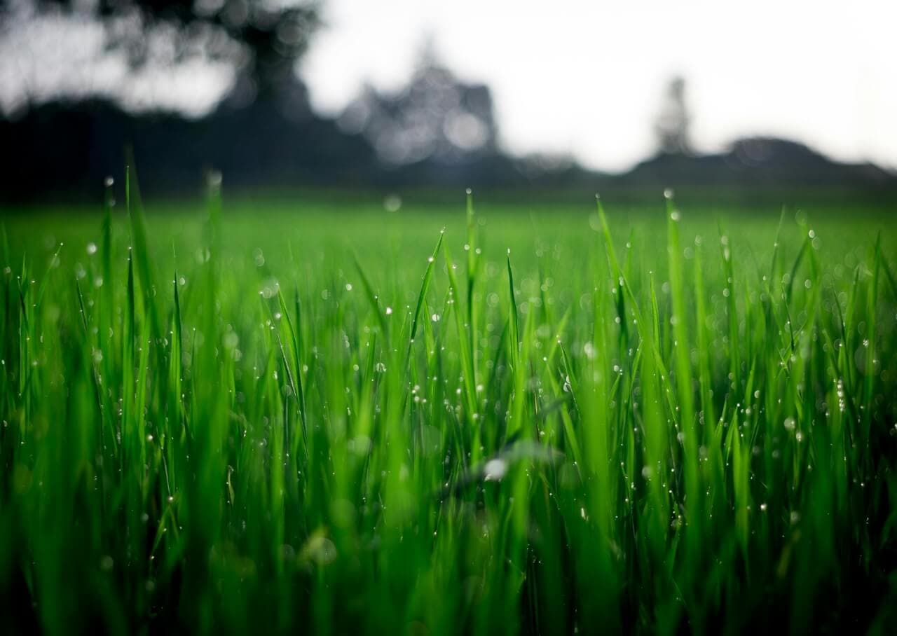 Wet grass