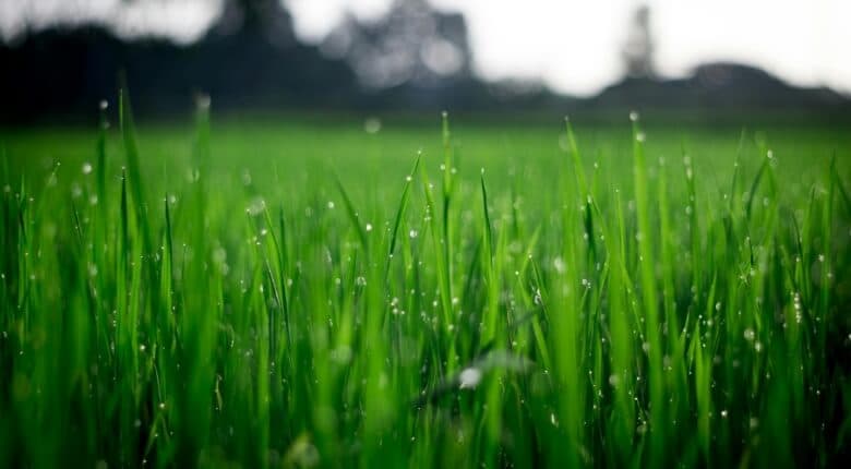 Wet grass